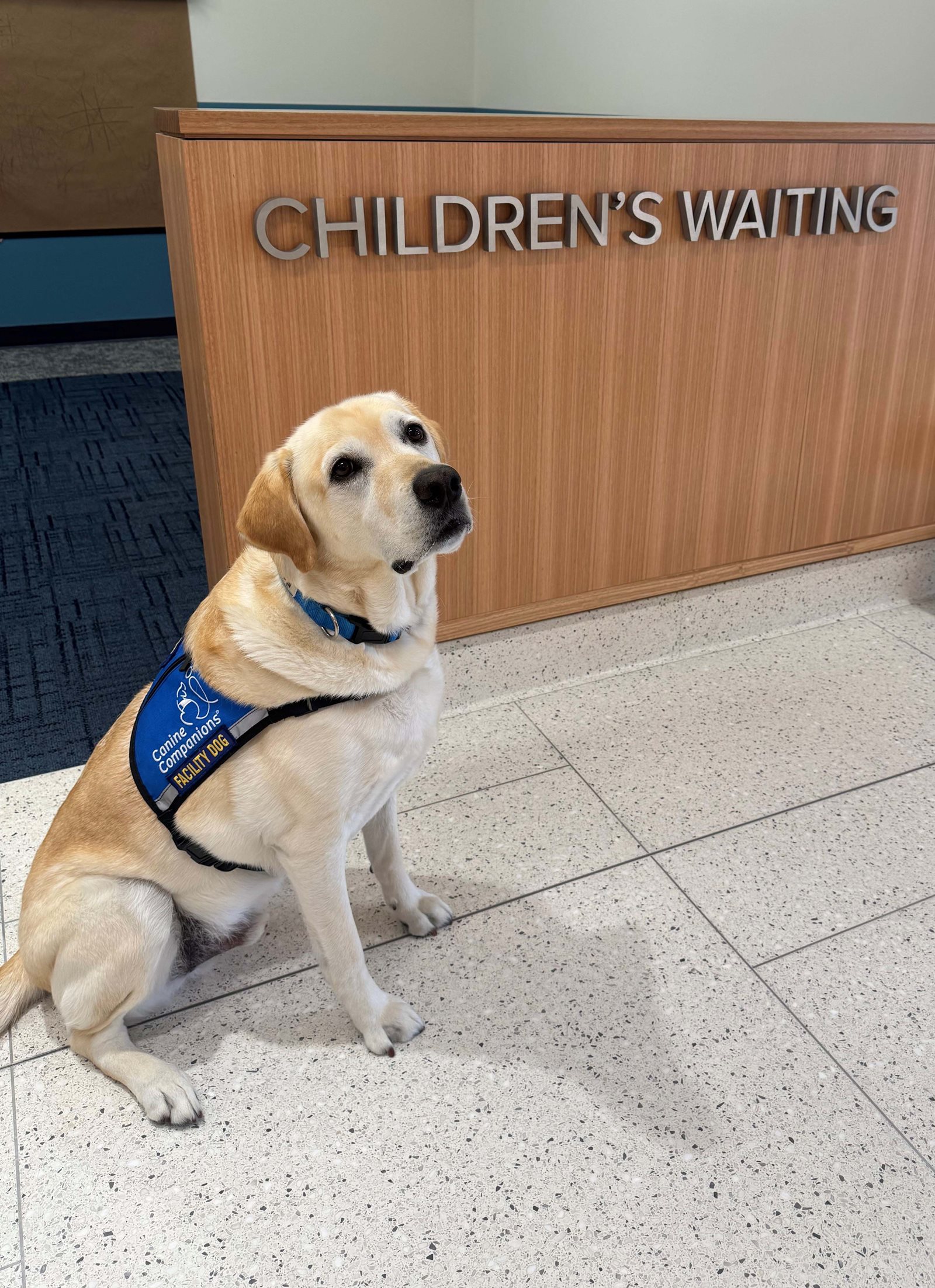 Nicky - Court's Facility Dog.